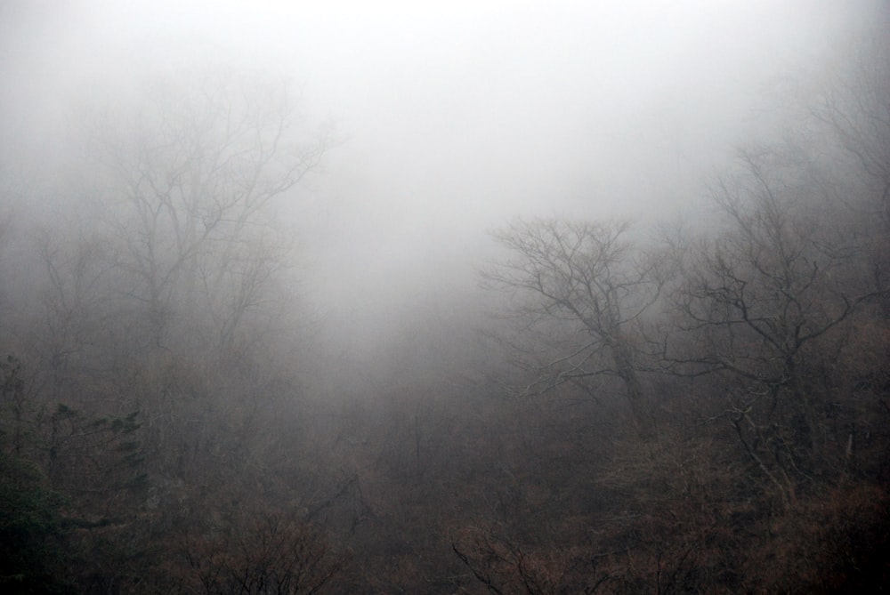 Dense misty Japanese forest with countless trees
