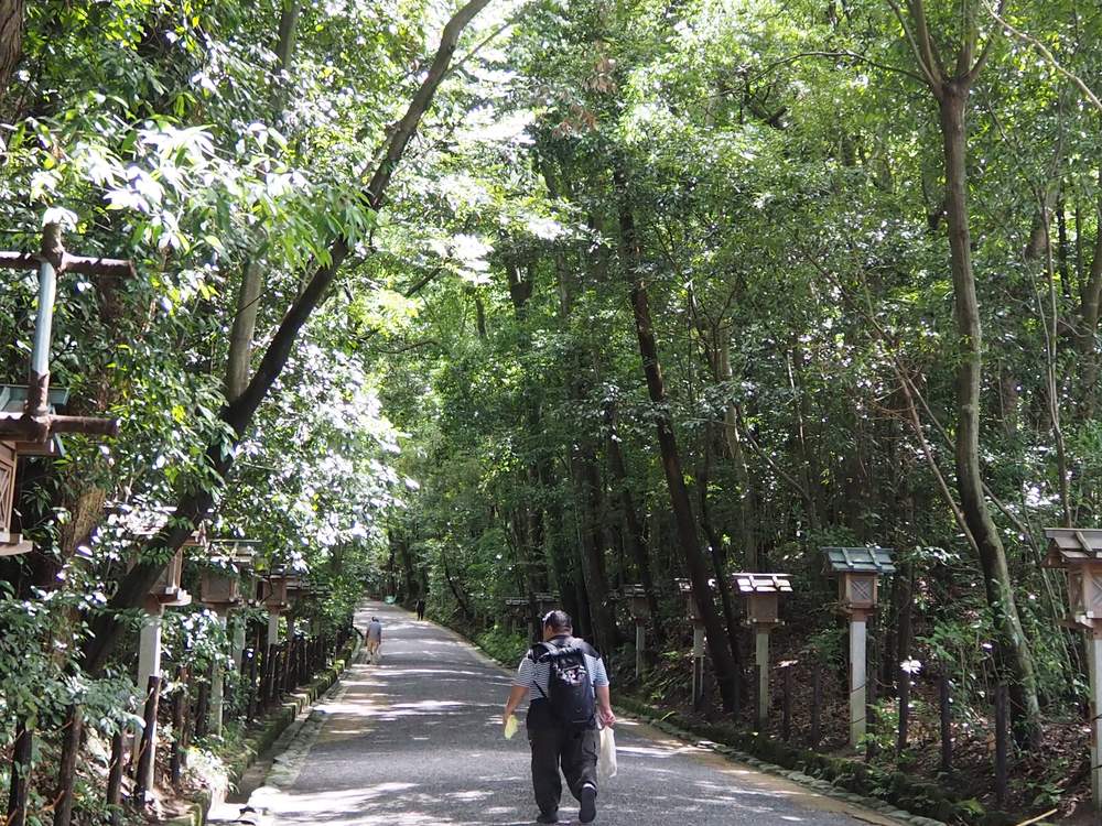 The forested approach path of Omiwa Shrine lined with stone and wooden lanterns