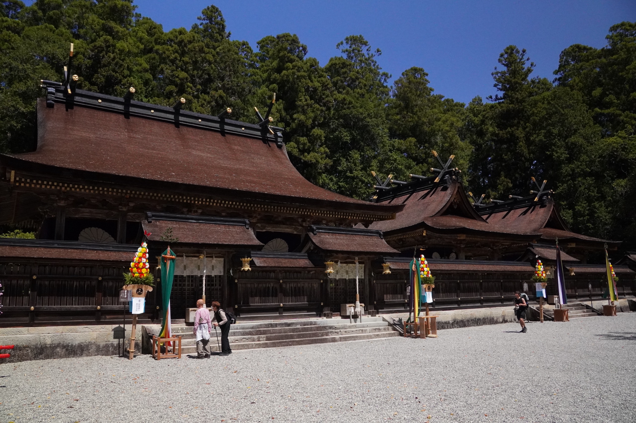 The main halls of Kumano Hongu Taisha with dark cypress-bark roofs and gold chigi finials, decorated for the spring festival