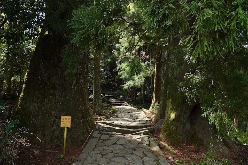 Moss-covered stone steps of the Daimonzaka slope climbing between towering cedar trees on the Kumano Kodo