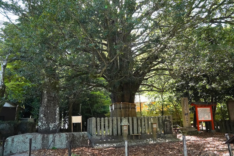 The thousand-year-old sacred nagi tree in the grounds of Kumano Hayatama Taisha, a National Natural Monument