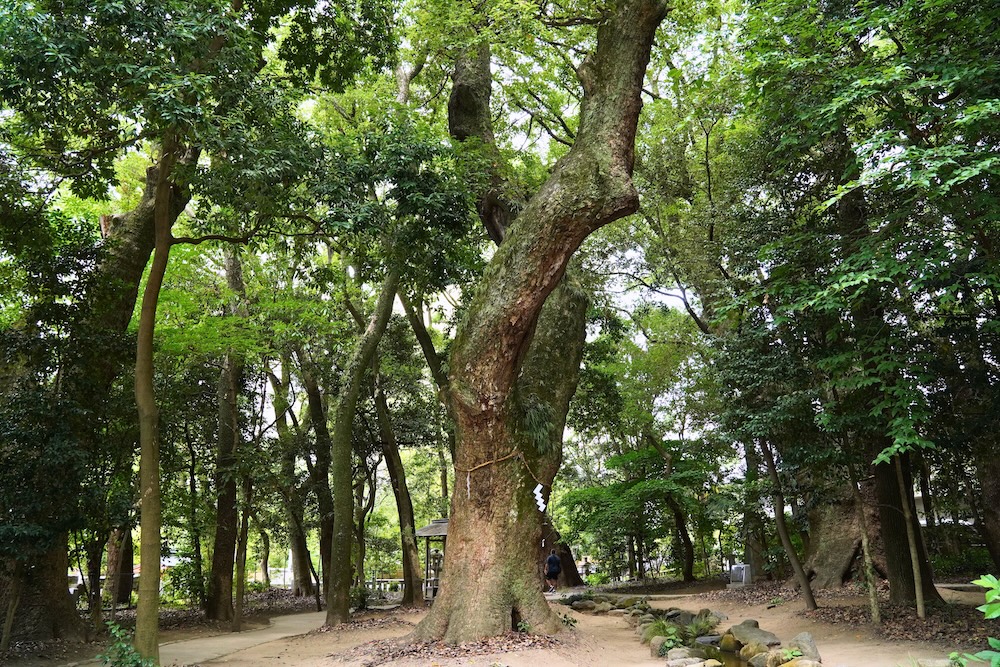 The sacred camphor tree in the Ikuta Forest behind Ikuta Shrine in Kobe